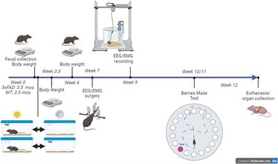 The impacts of sex and the 5xFAD model of Alzheimer’s disease on the sleep and spatial learning responses to feeding time